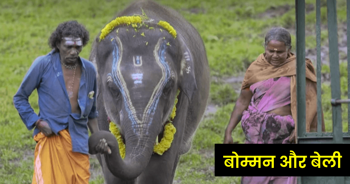 ऑस्कर विजेता मूवी ‘The Elephant Whisperers’ की स्टारकास्ट, जिसके बारे में शायद ही आपको पता होगा