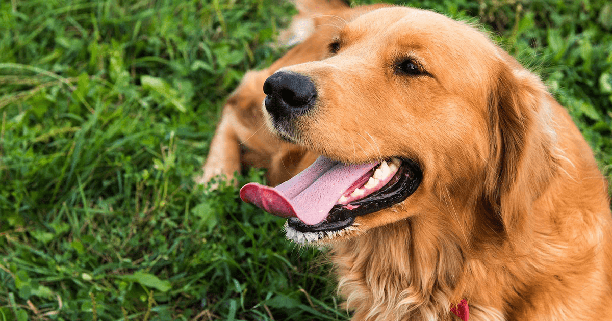 कुत्ते जीभ निकालकर क्यों हांफते हैं, जानिये क्या है इसकी वजह