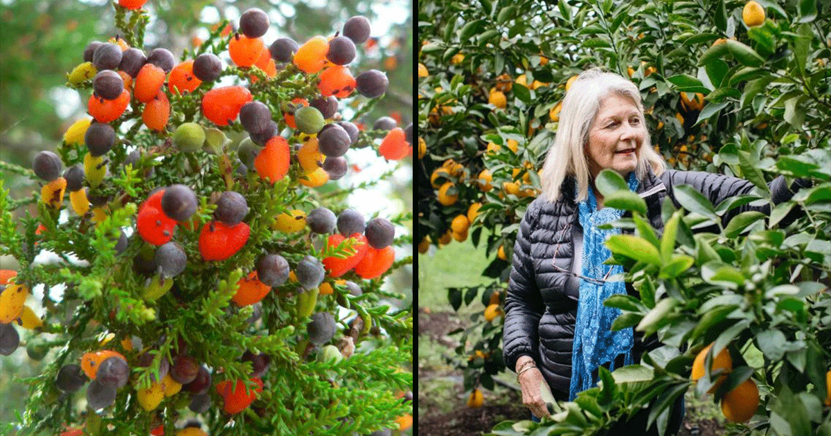 Fruit Salad Tree: एक ऐसा पेड़ जिस पर उगते हैं 8 तरह के अलग-अलग फल