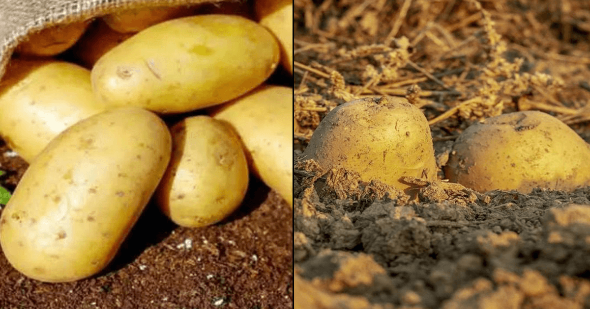 दुनिया का सबसे महंगा आलू, जिसके 1 किलो की क़ीमत में एक तोला सोना ख़रीदा जा सकता है