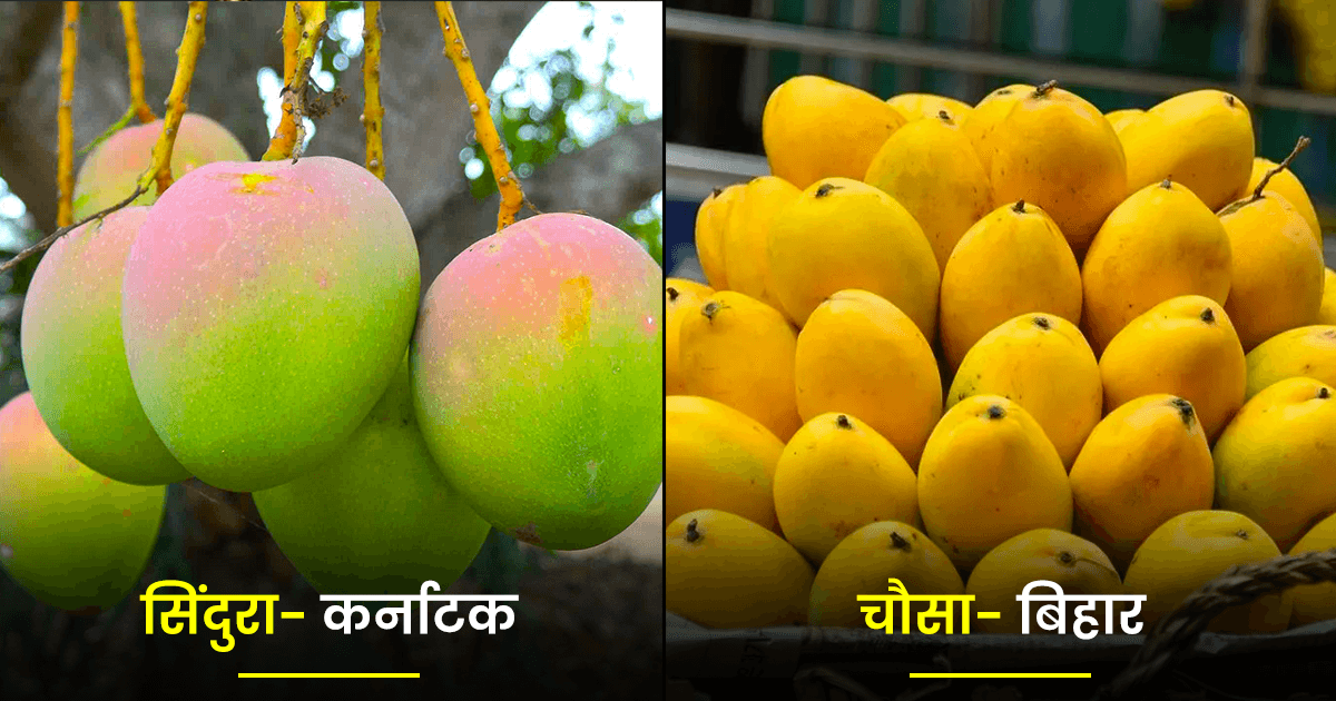 यूपी या बिहार… जान लो ये 14 आम किस राज्य के हैं, जिनको हम ‘चूस-चूस’ कर मज़े से खाते हैं