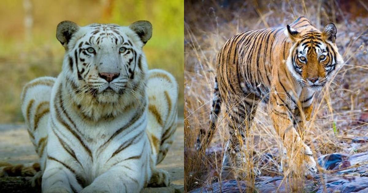 लैला, अवनी, व्योम…जानिए बाघों के ये यूनीक नाम आख़िर रखता कौन है? नहीं पता होगी ये दिलचस्प जानकारी