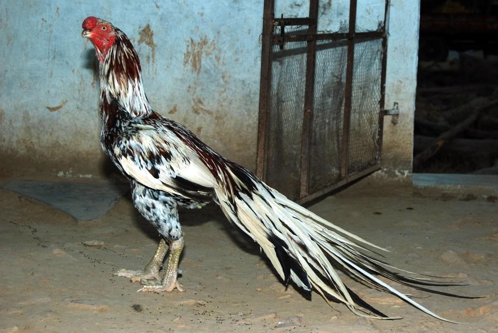 ‘कड़कनाथ’ भी फ़ेल है देसी ‘असील मुर्गी’ के आगे, इसके 1 अंडे के क़ीमत होती है 100 रुपये