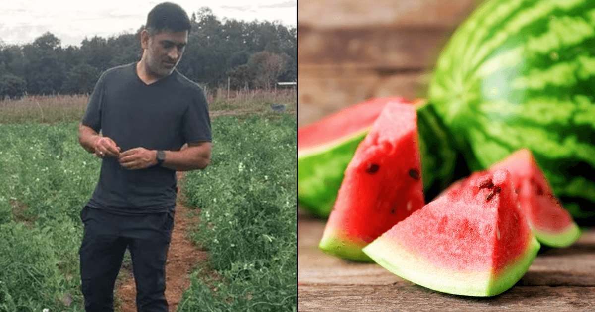 MS Dhoni Farmhouse: आख़िर अपने फ़ॉर्महाउस में क्या-क्या उगाते हैं धोनी, जानिए उनकी पसंदीदा फसल