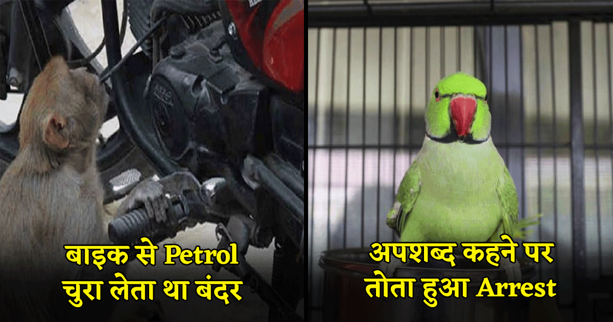 बदंर निकला Petrol चोर, तो कहीं तोता हुआ Arrest, वो 10 घटनाएं जो सिर्फ़ भारत में ही घट सकती हैं