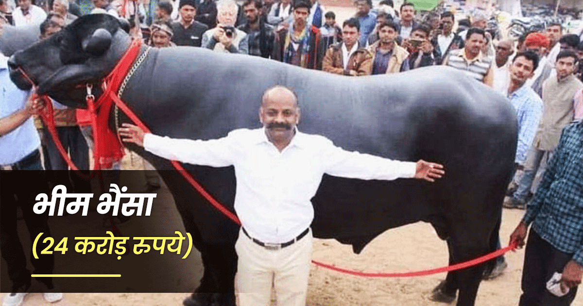 पेश हैं भारत के 5 सबसे महंगे भैंसे, ऑडी, मर्सेडीज़ से कहीं महंगे हैं ये सभी
