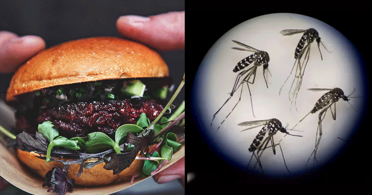 जानिए कहां है वो जगह जहां लोग चाव से खाते हैं मच्छर वाला बर्गर, 5 लाख मच्छरों से बनती है 1 टिक्की