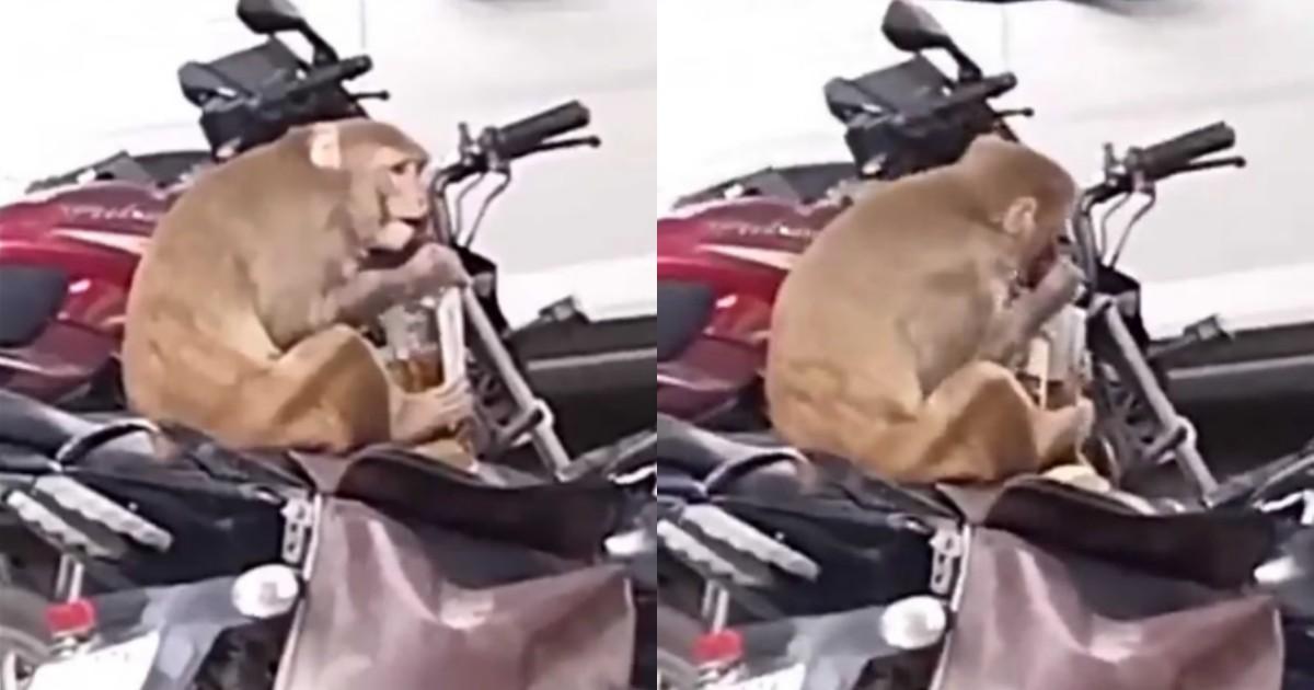 Viral Video: कानपुर में दारुबाज बंदर की ‘शराब पार्टी’, पुलिसवाले की बाइक से बोतल निकालकर फ़रार
