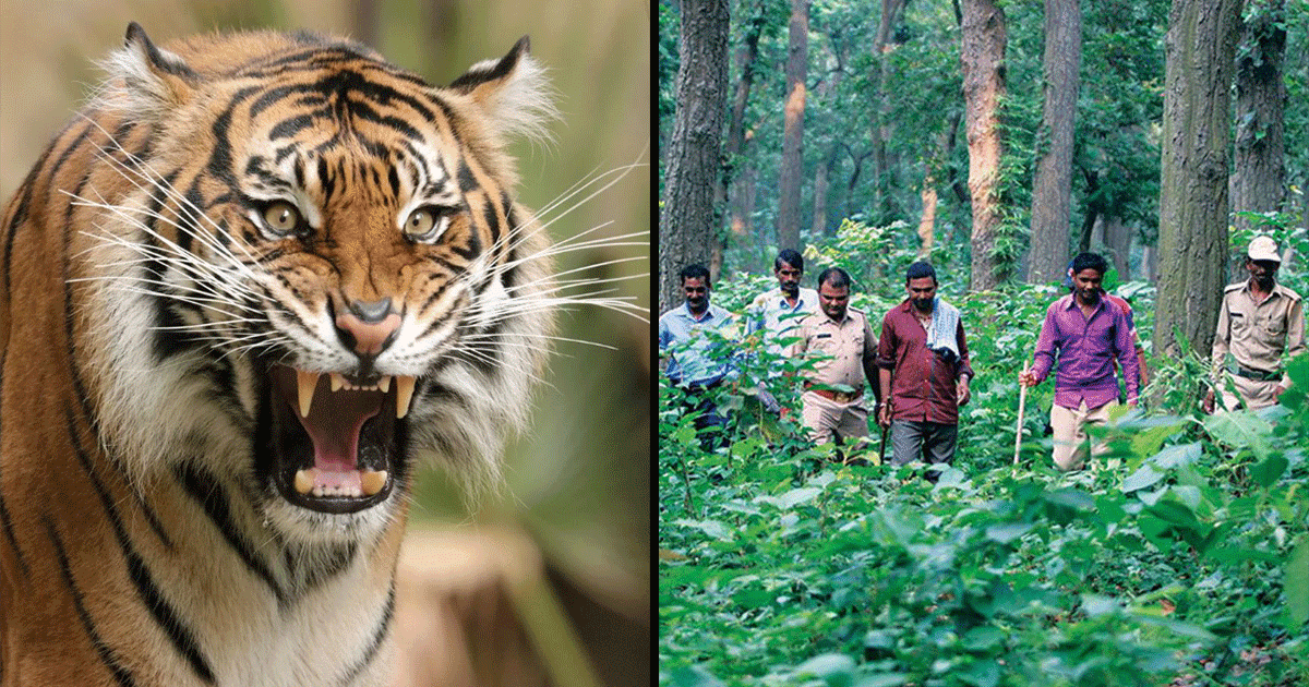 एक ऐसा अजीबो-ग़रीब चलन जिसमें बाघ का शिकार बनने के लिए लोग अपने ही बुजुर्गों को जंगल भेज देते थे
