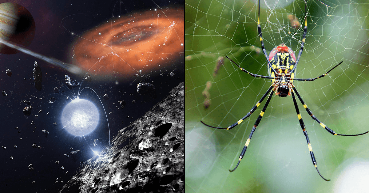 धरती पर तो मकड़ी जाल बुन लेती है, लेकिन क्या अंतरिक्ष में भी मकड़ी जाल बुन सकती है, जानिए