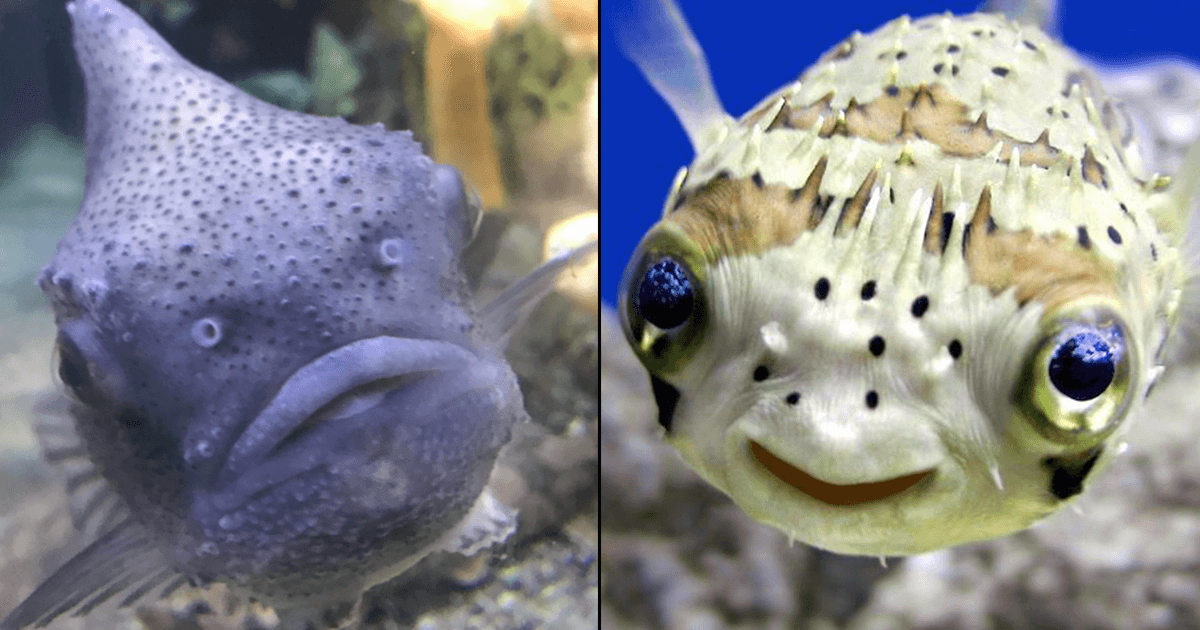 Weird Funny Fish Pics: दिखने में थोड़ी अलग हैं ये 12 मछलियां, बताओ ये इस गोले की हैं या नहीं