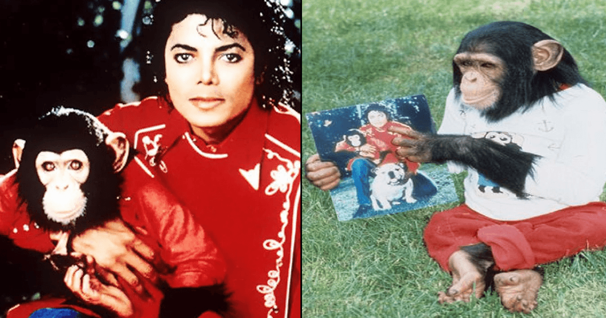 जानिए क्यों Michael Jackson के पालतू चिम्पैंज़ी ‘Bubbles’ ने की थी आत्महत्या की कोशिश