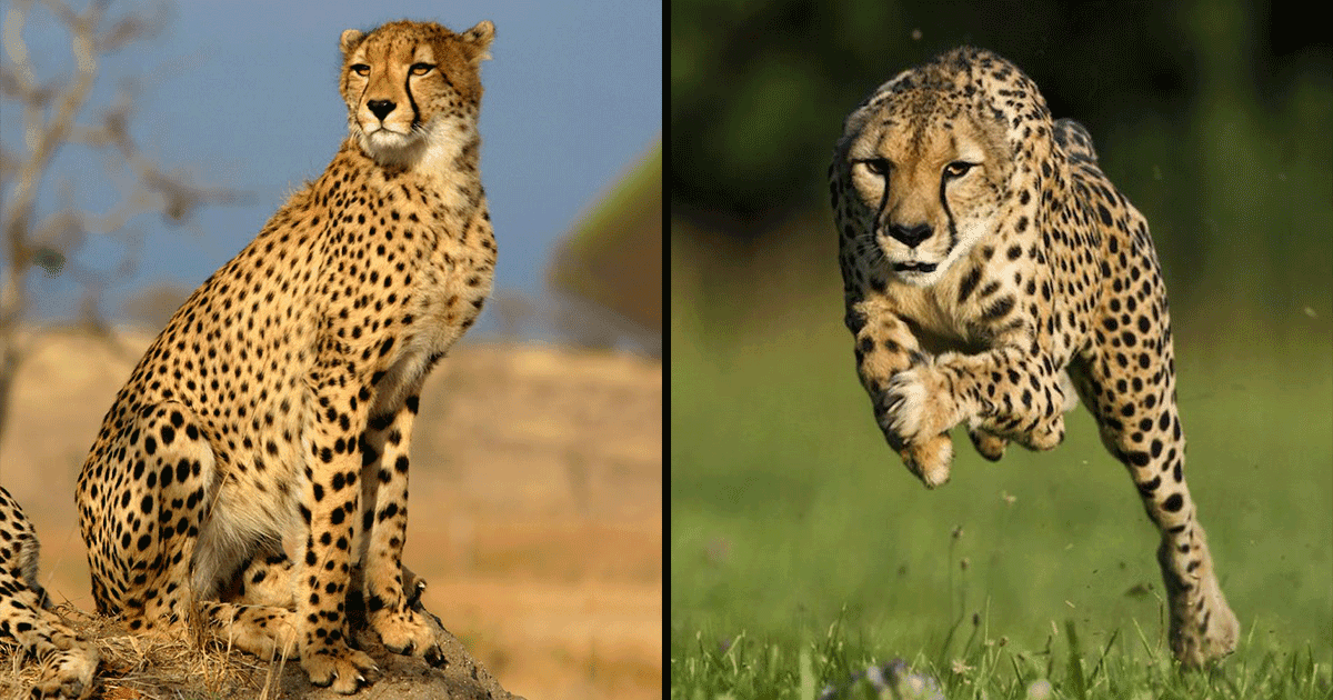 चीता सबसे तेज़ दौड़ने वाला जानवर है, लेकिन क्या आप जानते हैं वो इतना तेज़ कैसे दौड़ पाता है?