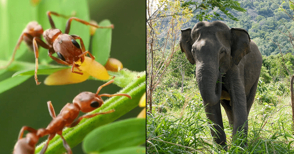 अफ़्रीका में इस ख़ास पेड़ को हाथी से बचाने के लिए सिक्योरिटी गार्ड का काम करती हैं चींटियां