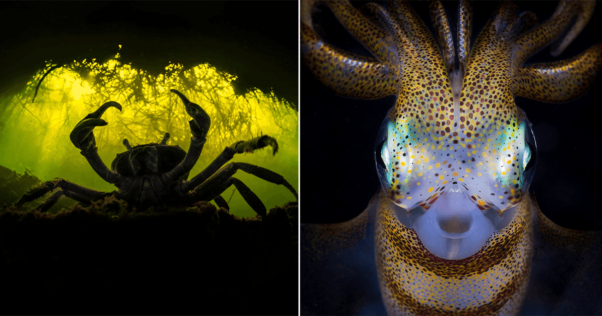 Ocean Photographer Contest की इन 15 फ़ोटोज़ में नज़र आएगी समंदर की दुनिया की अनोखी झलक
