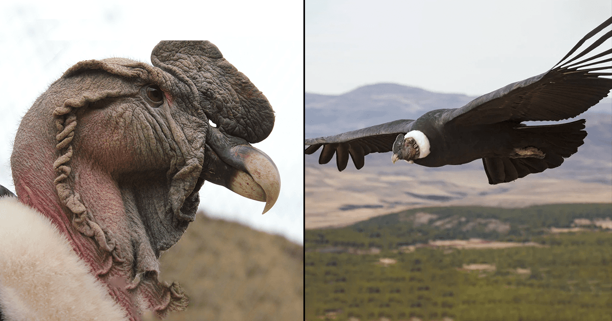 Andean Condor: ऐसा विशालकाय पक्षी जो अपने पंख फैलाने पर 11 फ़ीट तक लंबा हो जाता है