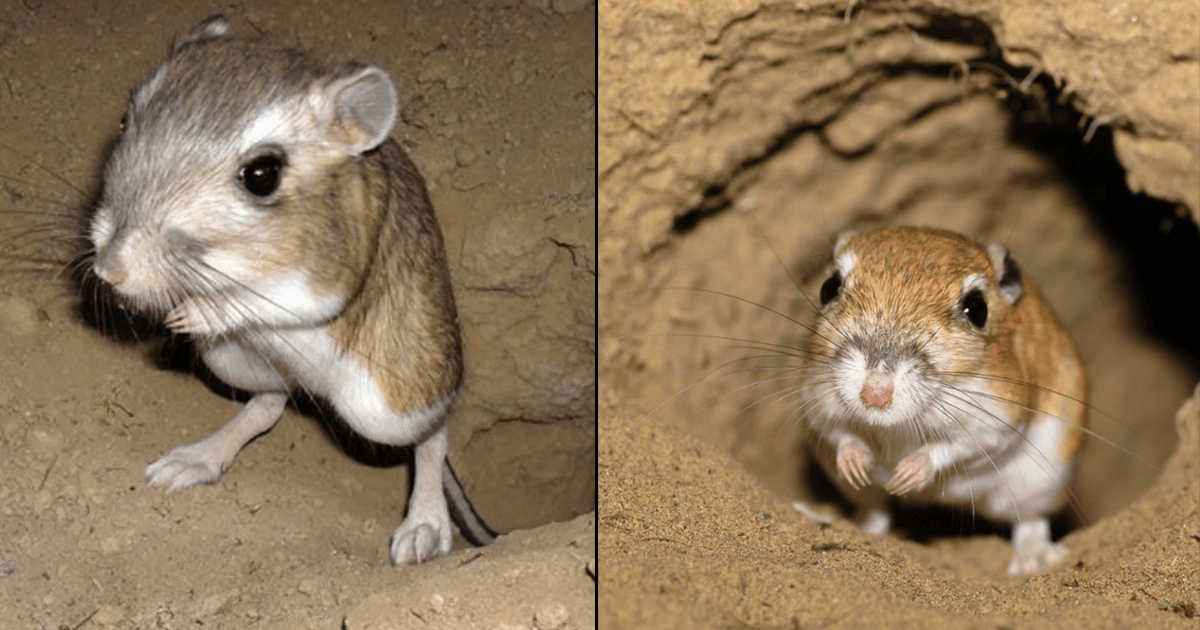 Kangaroo Rat: जानिए कैसे ये चूहा बिना पानी पिए रहता है ज़िंदा, रेगिस्तान में भी नहीं लगती प्यास