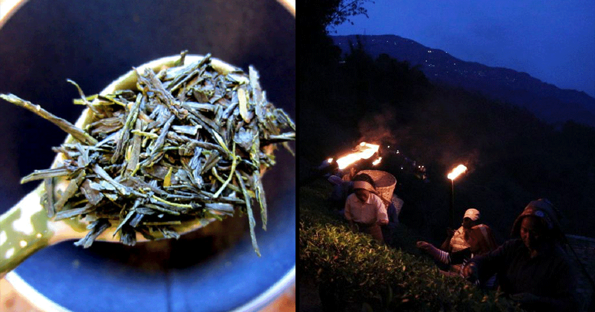 जानिये चांदनी रात में ही क्यों तोड़ी जाती है भारत की सबसे महंगी Silver Tips Imperial Tea