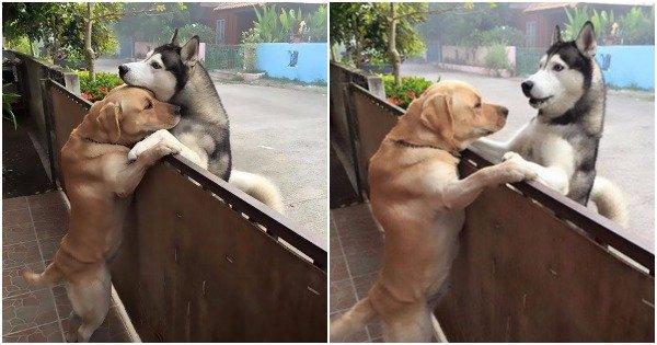 दो कुत्तों की गहरी दोस्ती की है ये दास्तां, पढ़ेंगे तो दिल को छू लेगी कहानी