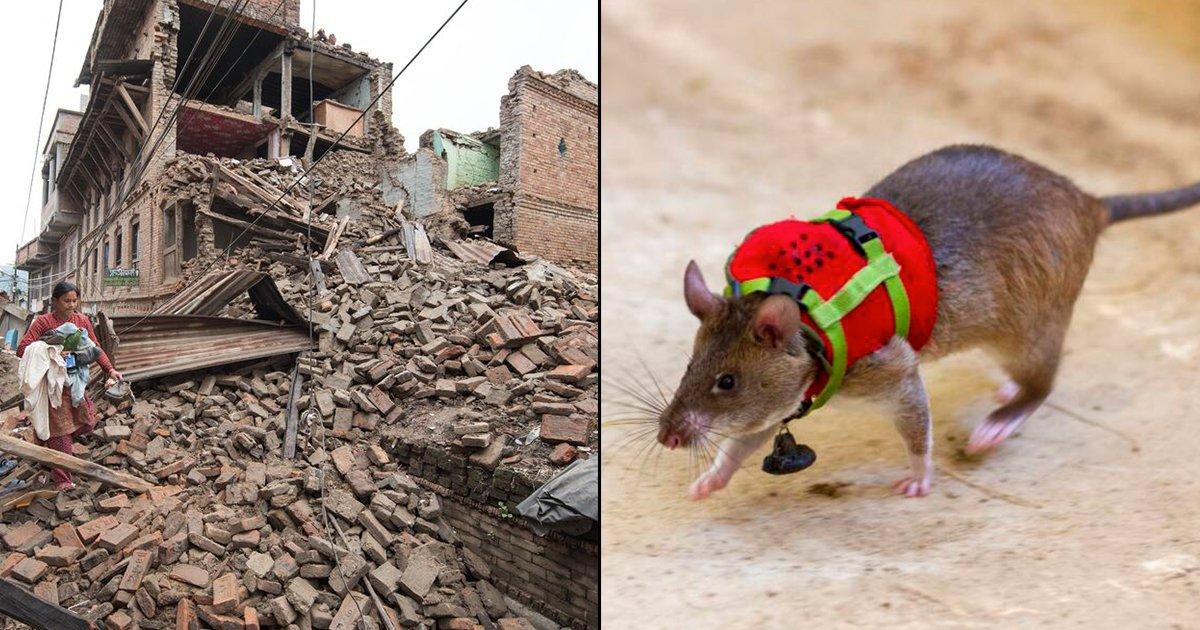 Hero Rats: भूकंप के मलबे में दबे लोगों की जान बचाएंगे ये स्पेशल चूहे, दी जा रही है ट्रेनिंग
