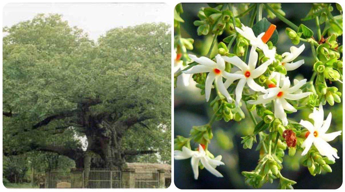 Parijaat Tree: आख़िर ‘पारिजात’ के पेड़ को इतना पवित्र क्यों माना जाता है, जानिए इसकी ख़ासियतें?