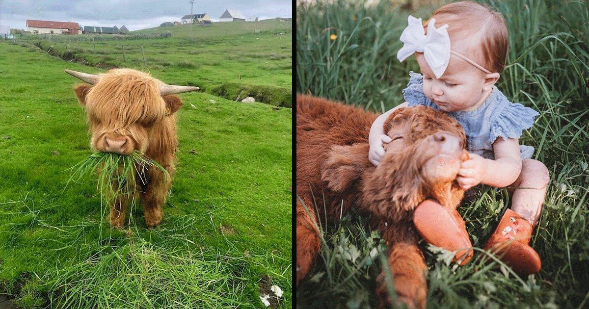 क्यूट, बहुत क्यूट और फिर आती हैं गायों की ये 25 प्यारी तस्वीरें जिन्हें देख कर चेहरे पर मुस्कान आ जायेगी