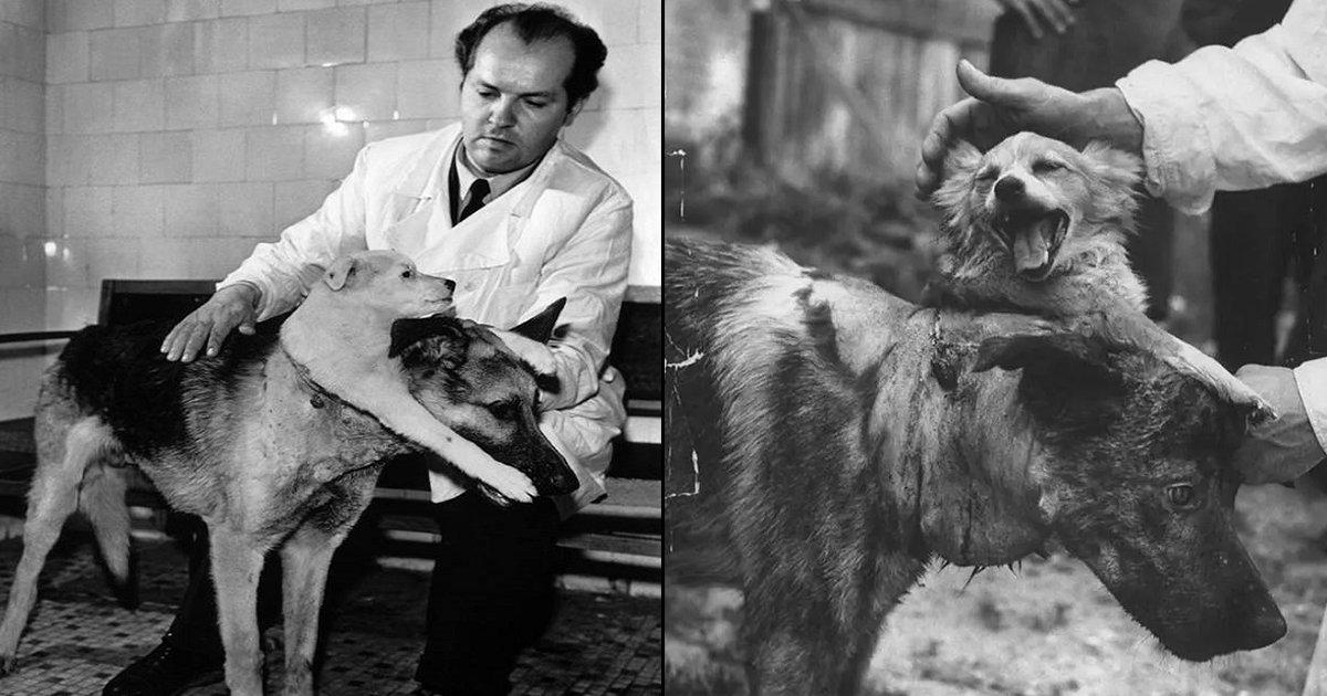 Dr. Demikhov: इतिहास का वो पागल वैज्ञानिक जिसे कुछ न मिला, तो बना डाला दो सिर वाला कुत्ता