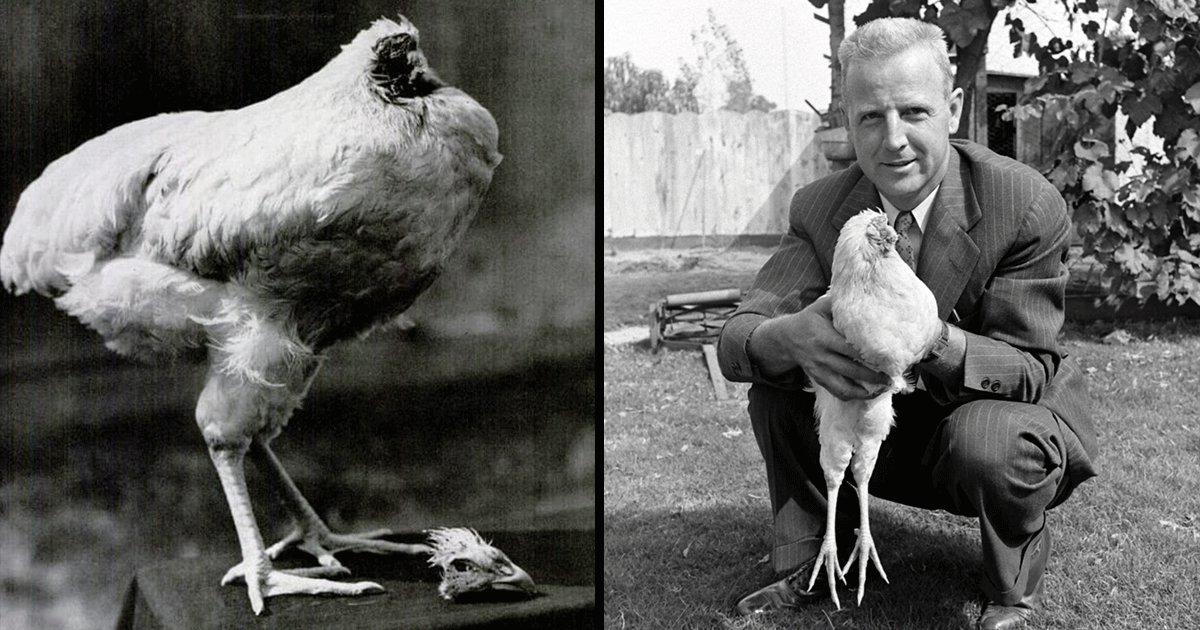 Mike The Headless Chicken: कहानी उस चमत्कारी मुर्गे की जो बिना सिर के 18 महीने तक रहा ज़िंदा