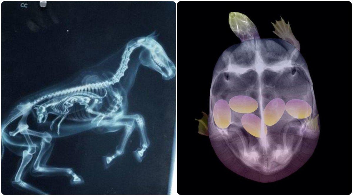इन 16 फ़ोटोज़ में हैं प्रेगनेंट जानवरों के X-Rays, जिन्हें देखकर सृष्टि के रचयिता को धन्यवाद कहोगे
