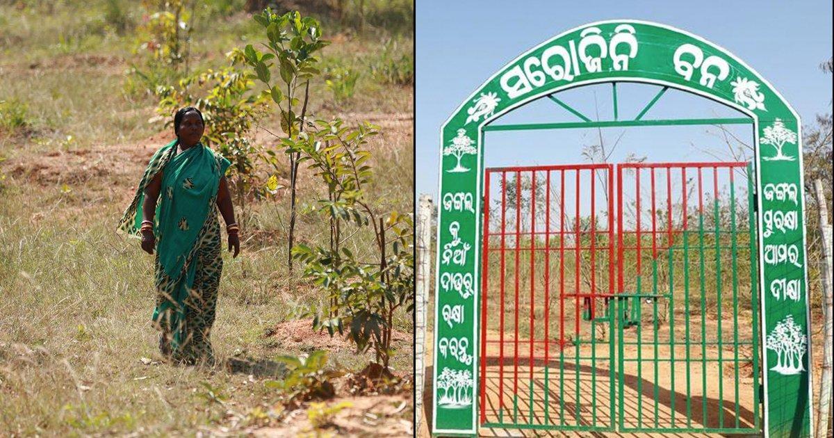 300 रुपये कमाने वाली मज़दूर महिला ने किया ऐसा काम, ओडिशा का एक वन हुआ उसके नाम