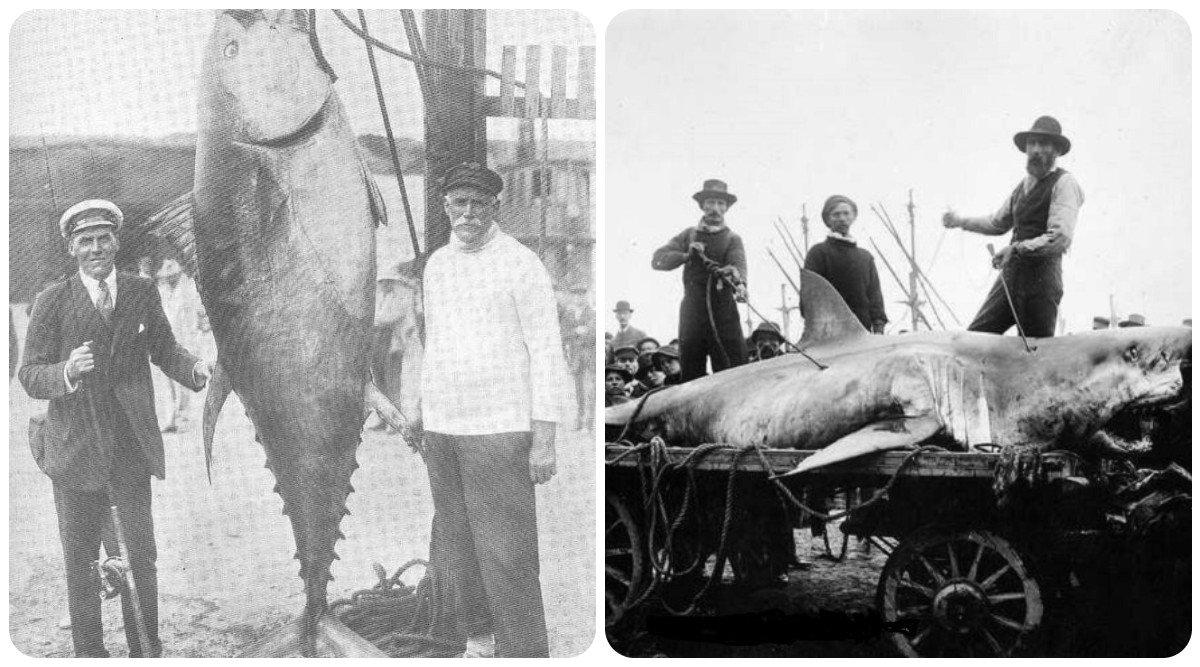 100 साल से अधिक पुरानी इन 20 फ़ोटोज़ में है मछुआरों द्वारा पकड़ी गई सबसे विशालकाय मछलियों की झलक