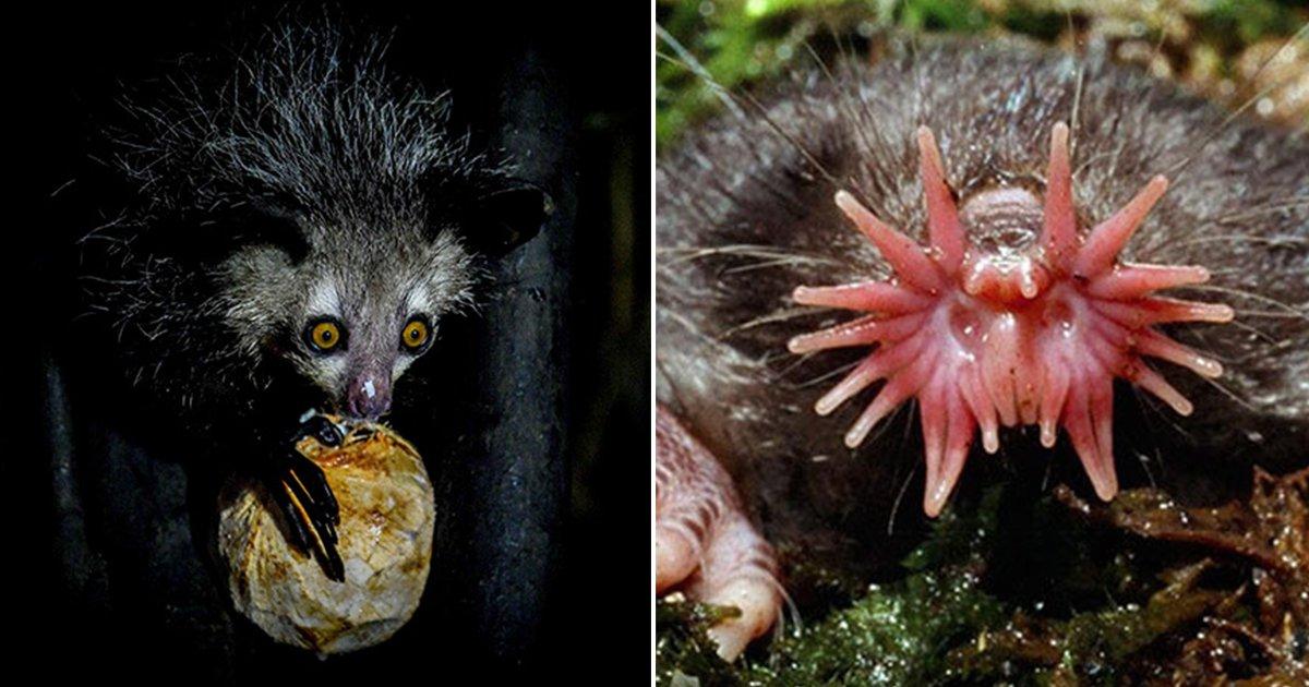 Weird Animals Pics: अजीब दिखने वाले 12 जीव-जंतुओं की फ़ोटो देखिए, यही है प्रकृति की कलाकारी