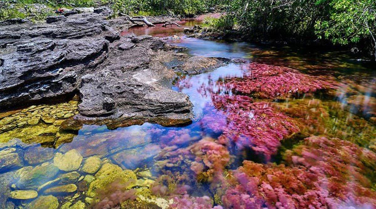कोलंबिया में स्थित है एक ऐसी रहस्यमयी नदी जो पांच रंगों में बहती है, दूर-दूर से देखने आते हैं लोग