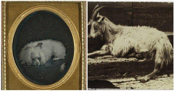 इन 18 Black&White तस्वीरों में क़ैद है जानवरों की ली गयी पहली फ़ोटोग्राफ़