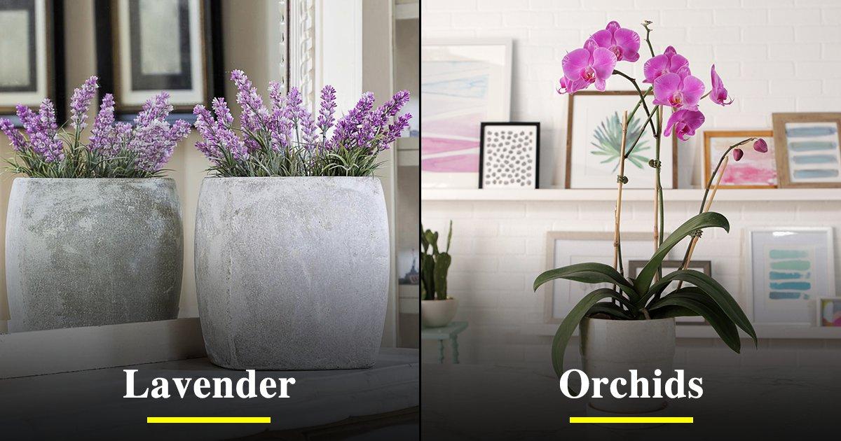 Fragrant Indoor Plants: घर को ख़शबूदार और मूड को फ़्रेश रखना है तो ये 12 Indoor Plants घर ले आना
