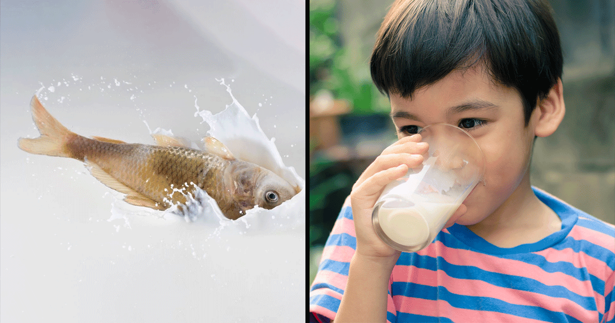 मछली खाने के बाद दूध नहीं पीना चाहिए, क्या आपको भी बचपन से यही सिखाया गया है?
