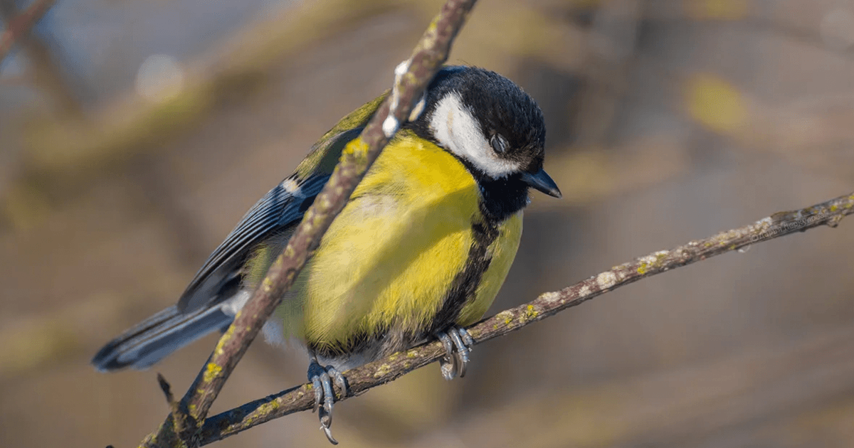 Interesting Facts About Birds: जानिए, पेड़ की डाल पर सोते समय भी पक्षी गिरते क्यों नहीं है?