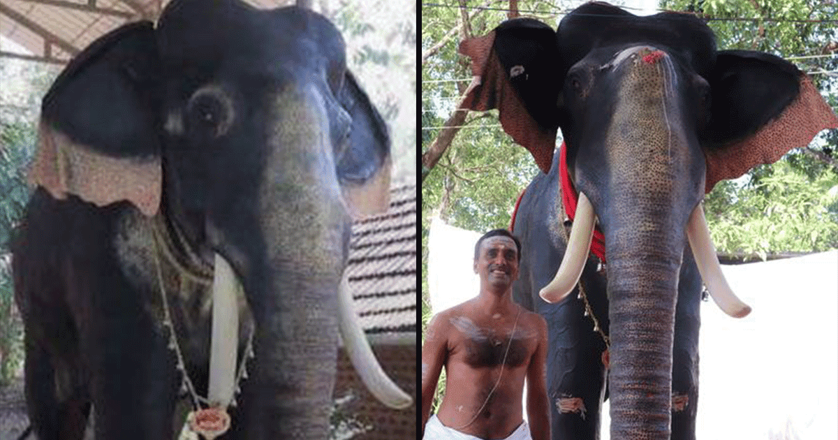 Robot Elephant: केरल के मंदिर में ‘हाथी रोबोट’ से हुआ पूजा अनुष्ठान, वज़न है 800 किलो