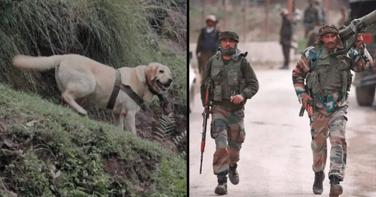 Salute है इस Dog को जिसने जान दे कर की देश की रक्षा, आतंकियों को ढूंढने में करती थी सेना की मदद