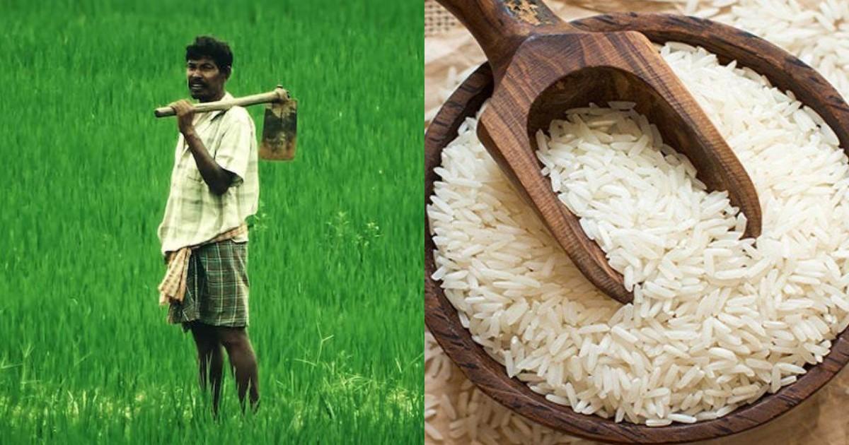 बिहार के किसानों के लिए ख़ुशख़बरी, ख़ास फ़सल मर्चा धान को मिला GI टैग, जानिए इसकी खासियतें